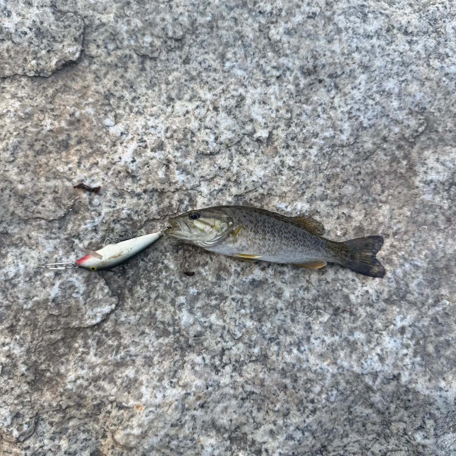 Smallmouth bass caught on Fishbrain
