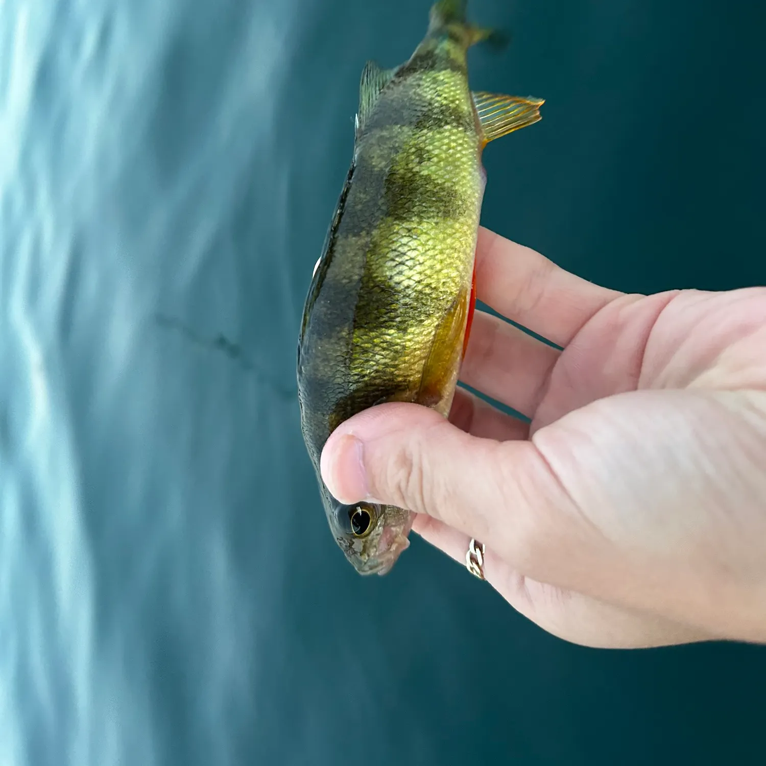 Yellow perch caught on Fishbrain