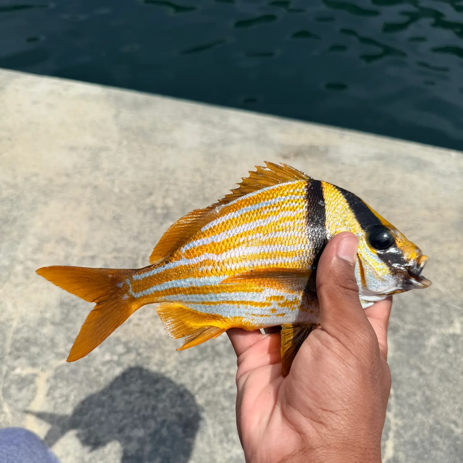 The most recent Atlantic porkfish catches on Fishbrain
