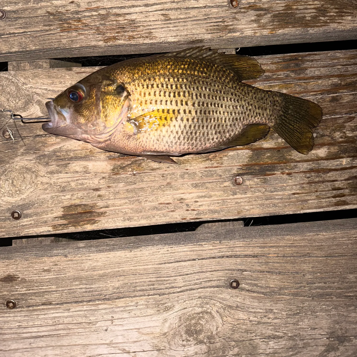 Rock bass caught on Fishbrain