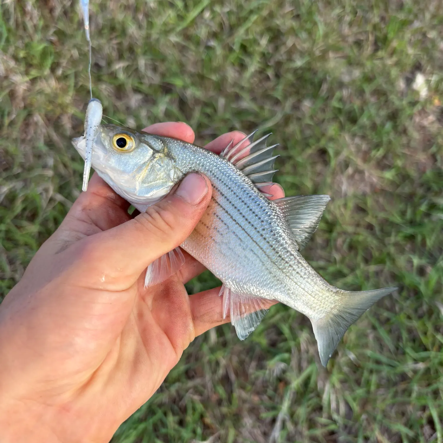 White bass caught on Fishbrain
