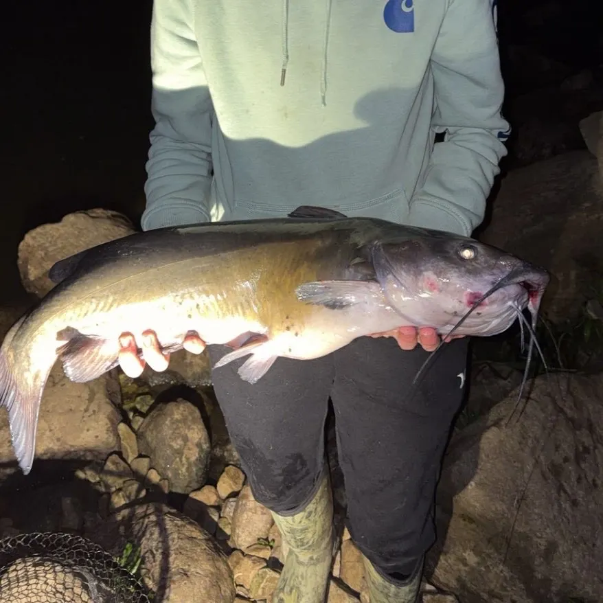 Channel catfish caught on Fishbrain