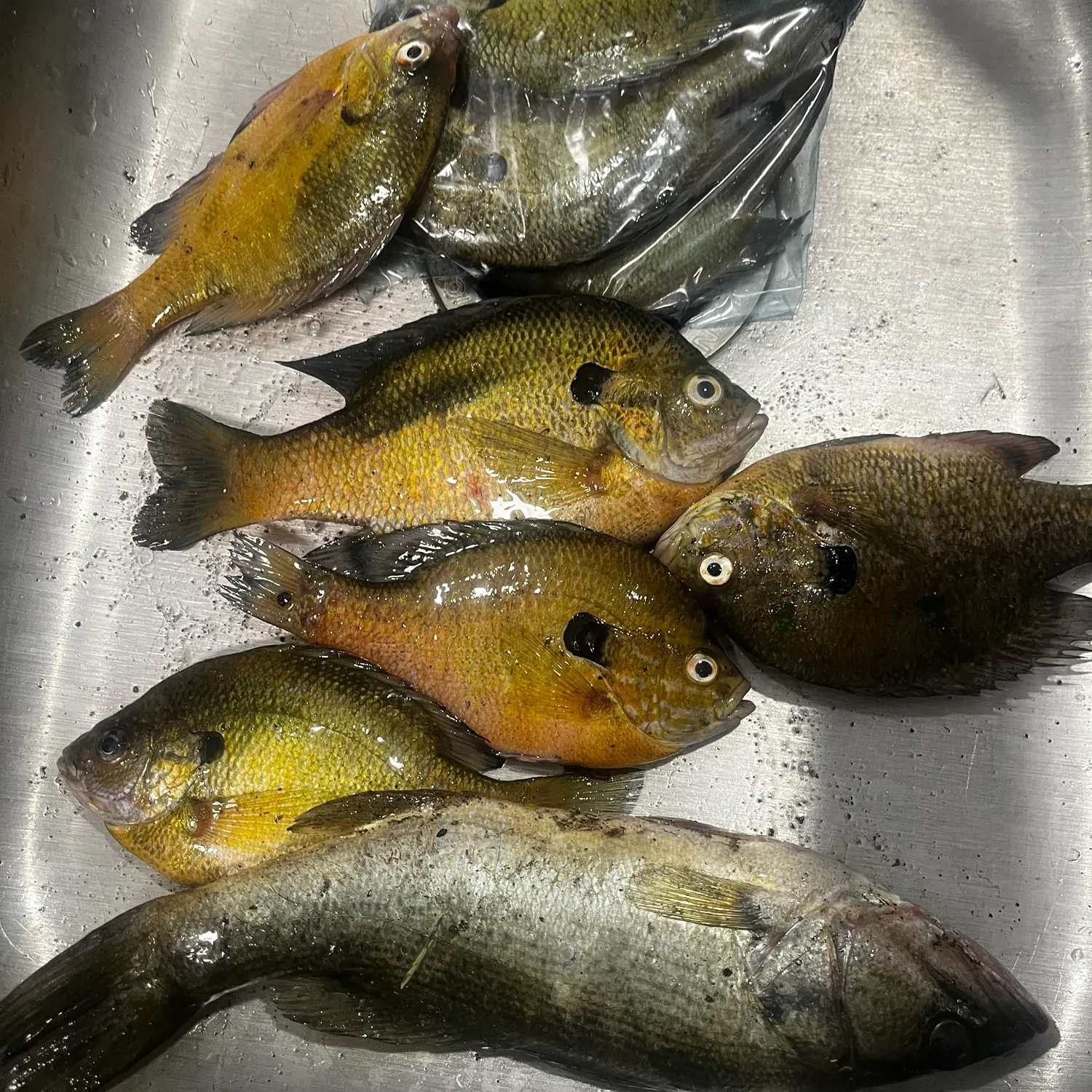 Bluegill caught on Fishbrain