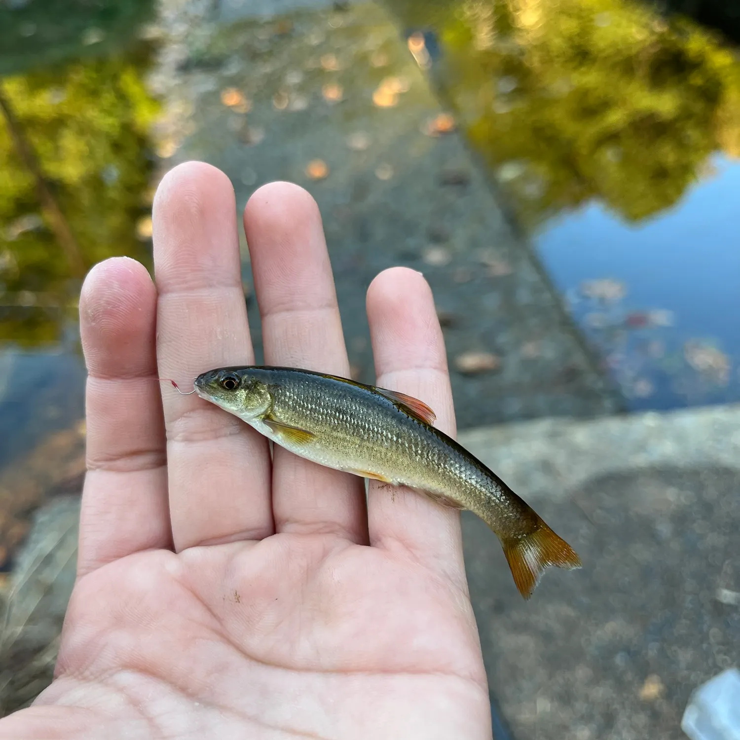 The most recent Central stoneroller catches on Fishbrain