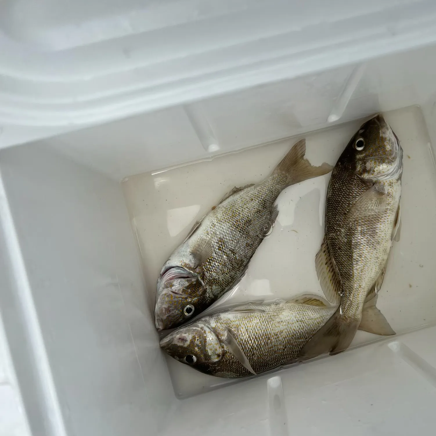 The most recent Bidyan perch catches on Fishbrain