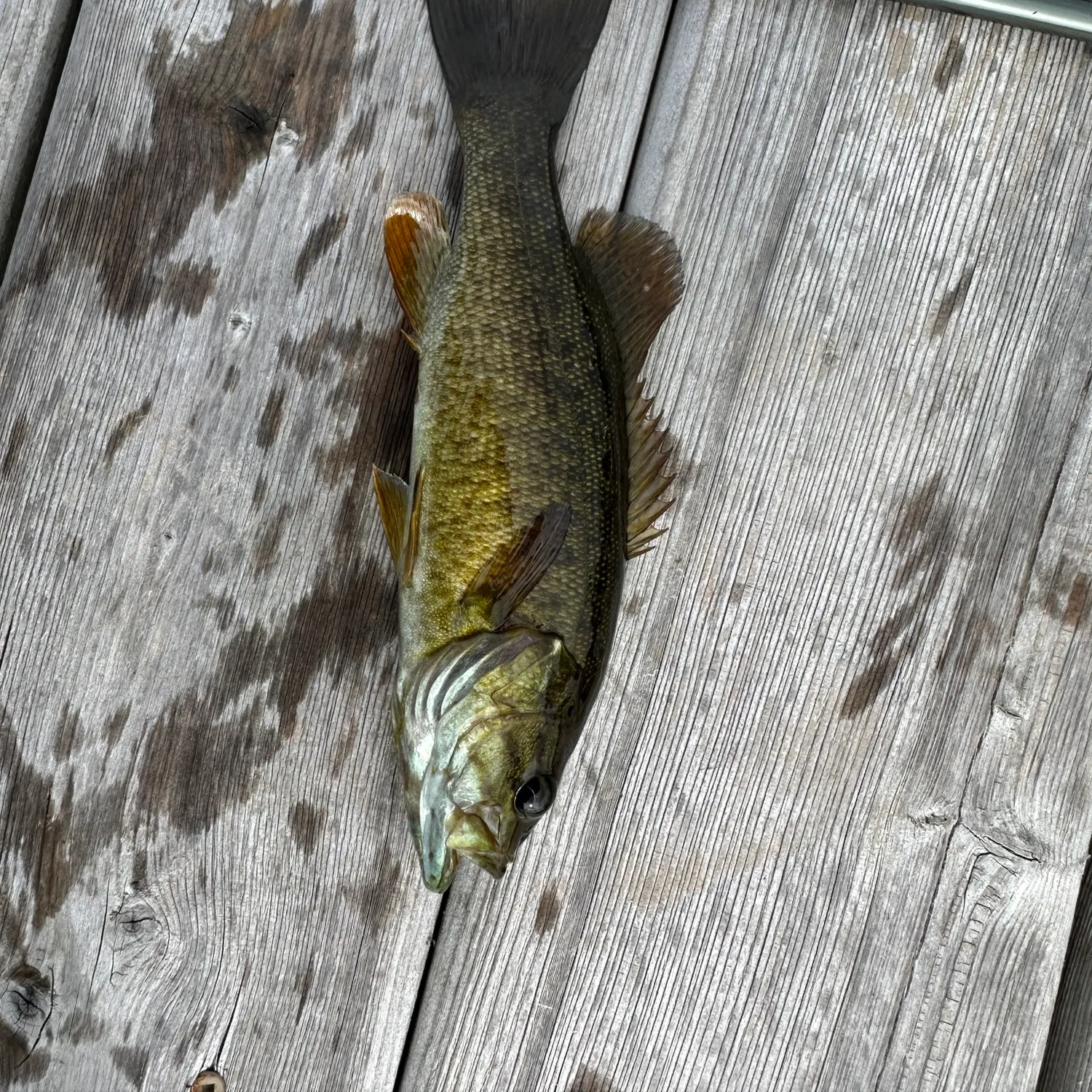 Smallmouth bass caught on Fishbrain