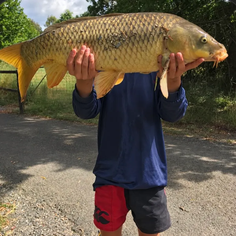 Common carp caught on Fishbrain
