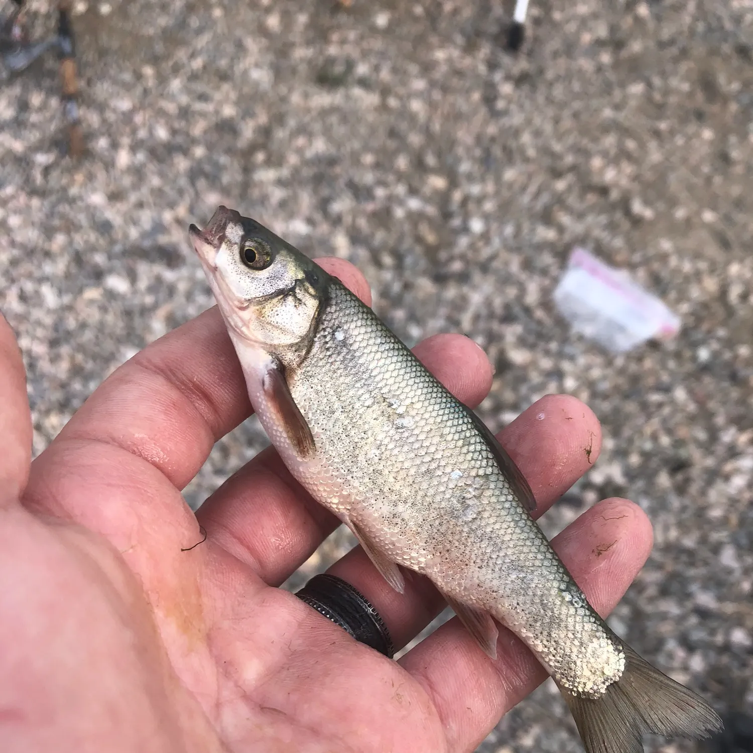 The most recent Utah chub catches on Fishbrain