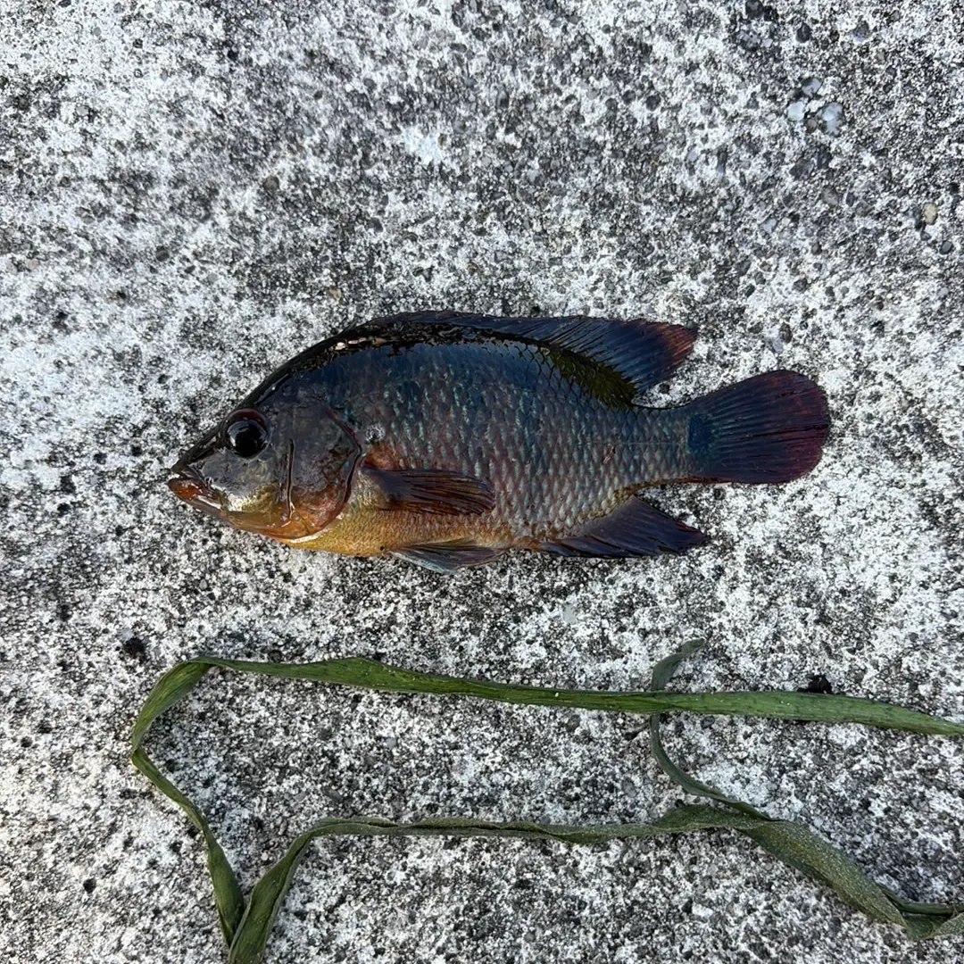 Mayan cichlid caught on Fishbrain