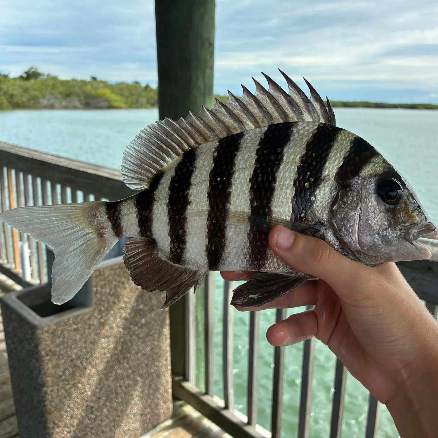 Sheepshead caught on Fishbrain