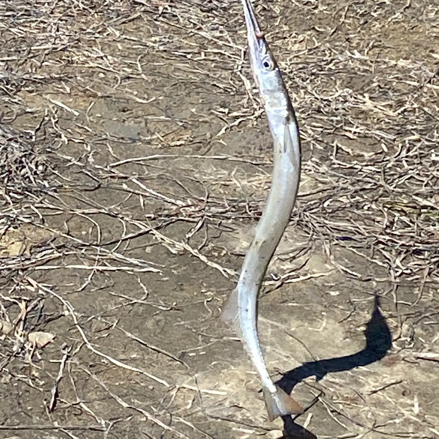 The most recent California needlefish catches on Fishbrain