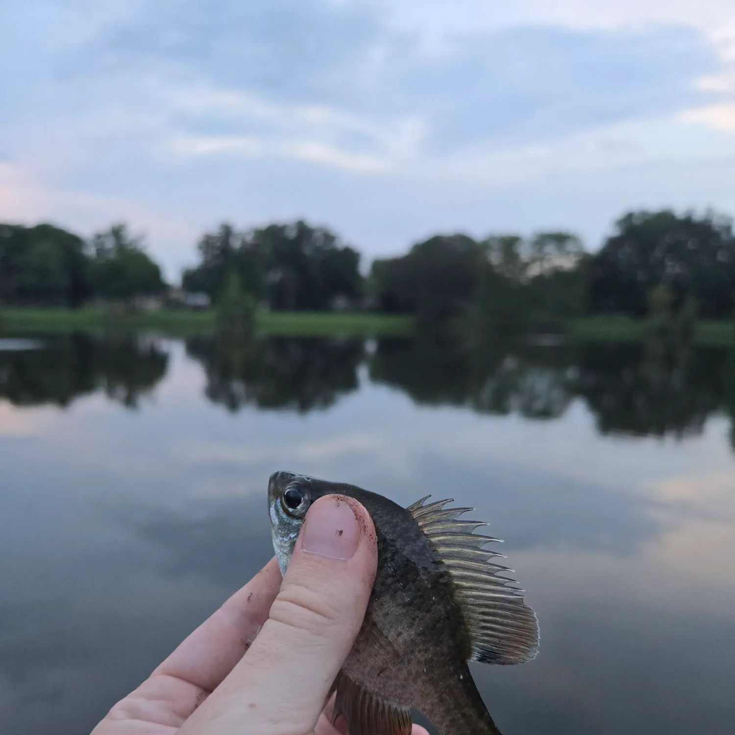 Bluegill caught on Fishbrain