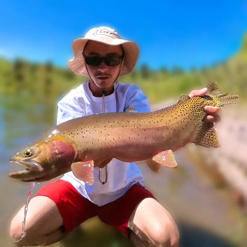 The most recent Rio Grande cutthroat trout catches on Fishbrain