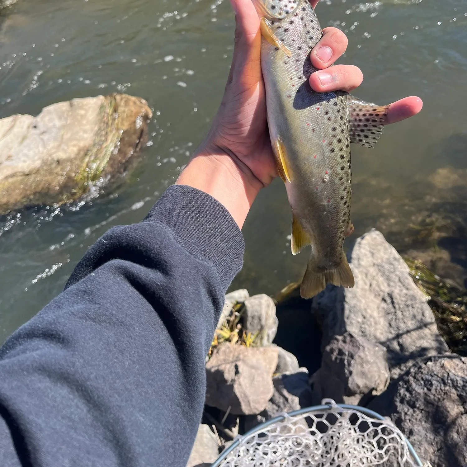 Cutthroat trout caught on Fishbrain