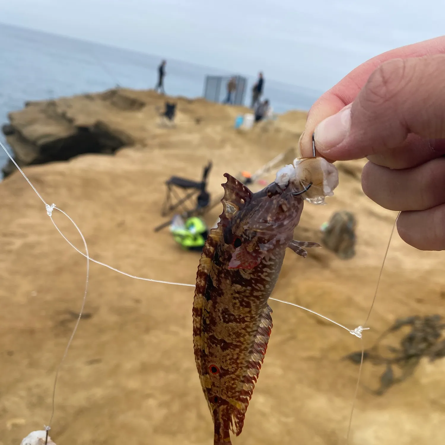 The most recent Spotted kelpfish catches on Fishbrain