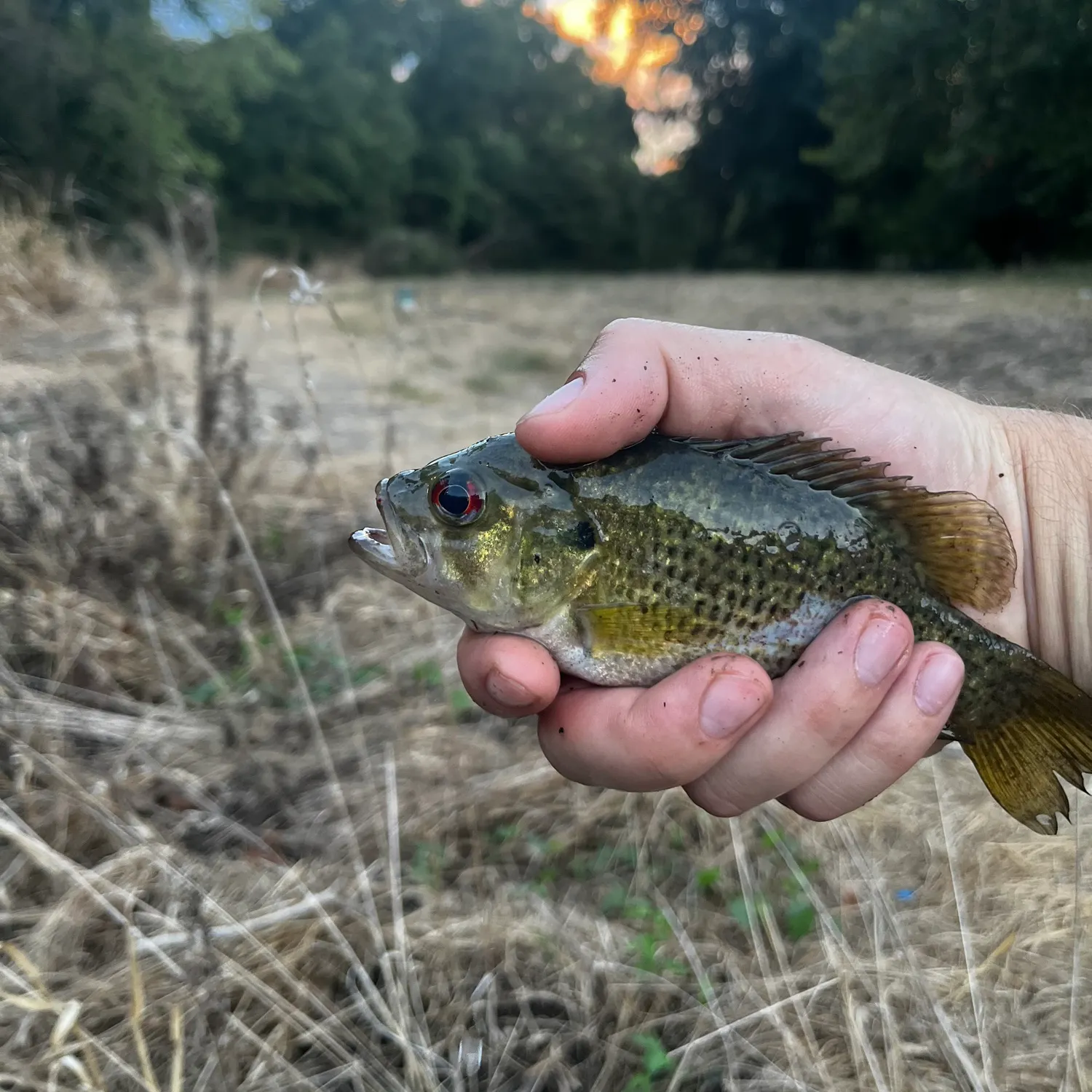 Rock bass caught on Fishbrain