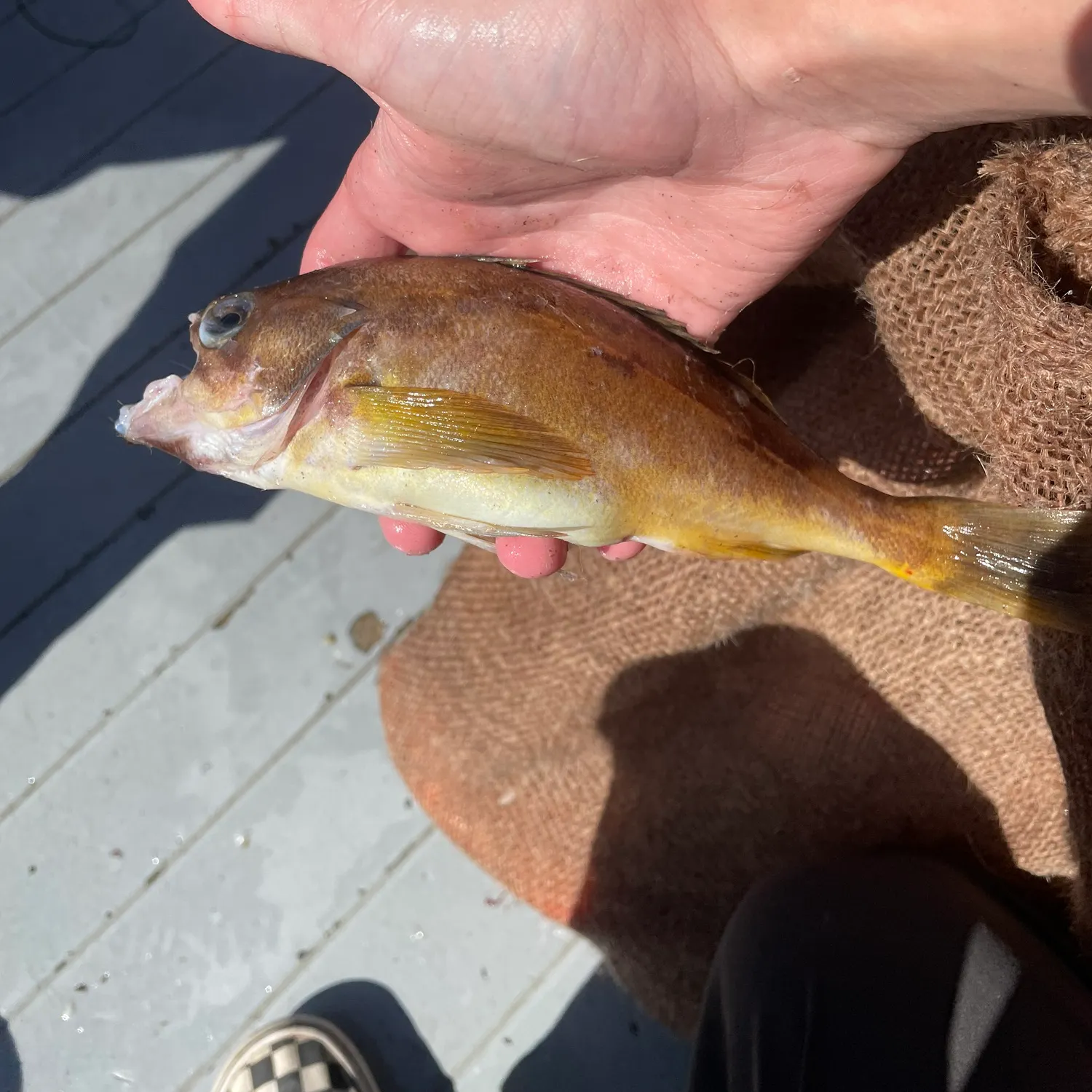 The most recent Squarespot rockfish catches on Fishbrain