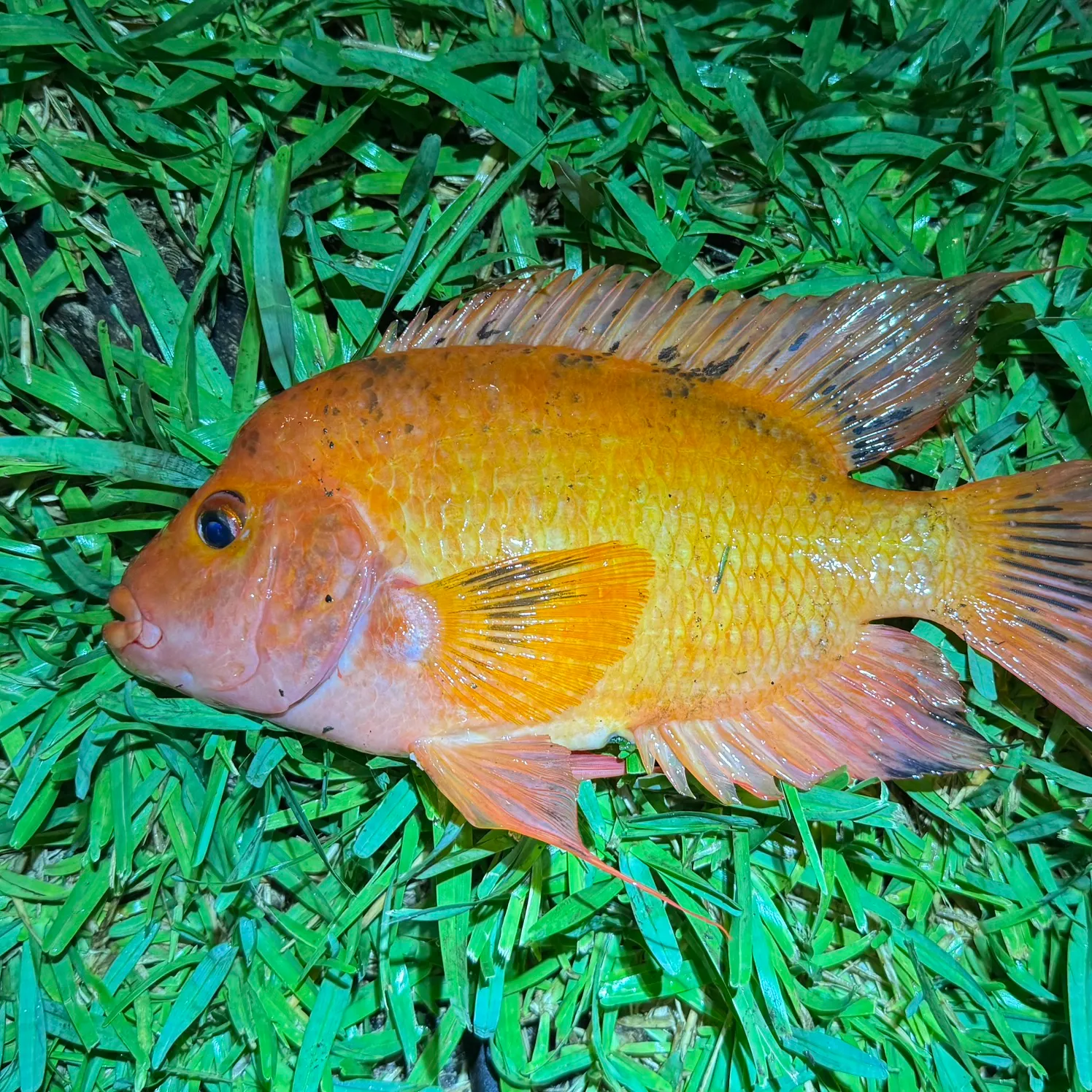 The most recent Midas cichlid catches on Fishbrain