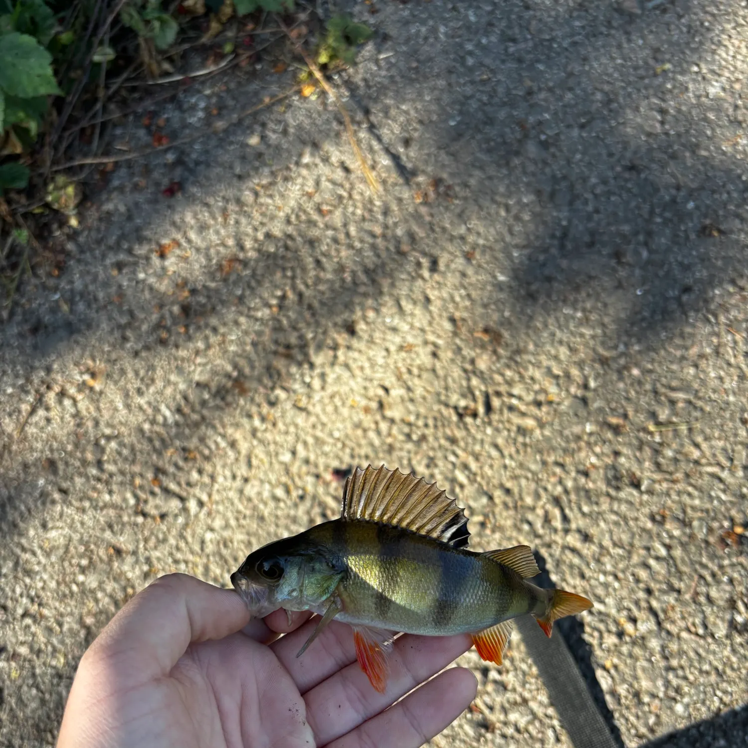 European perch caught on Fishbrain