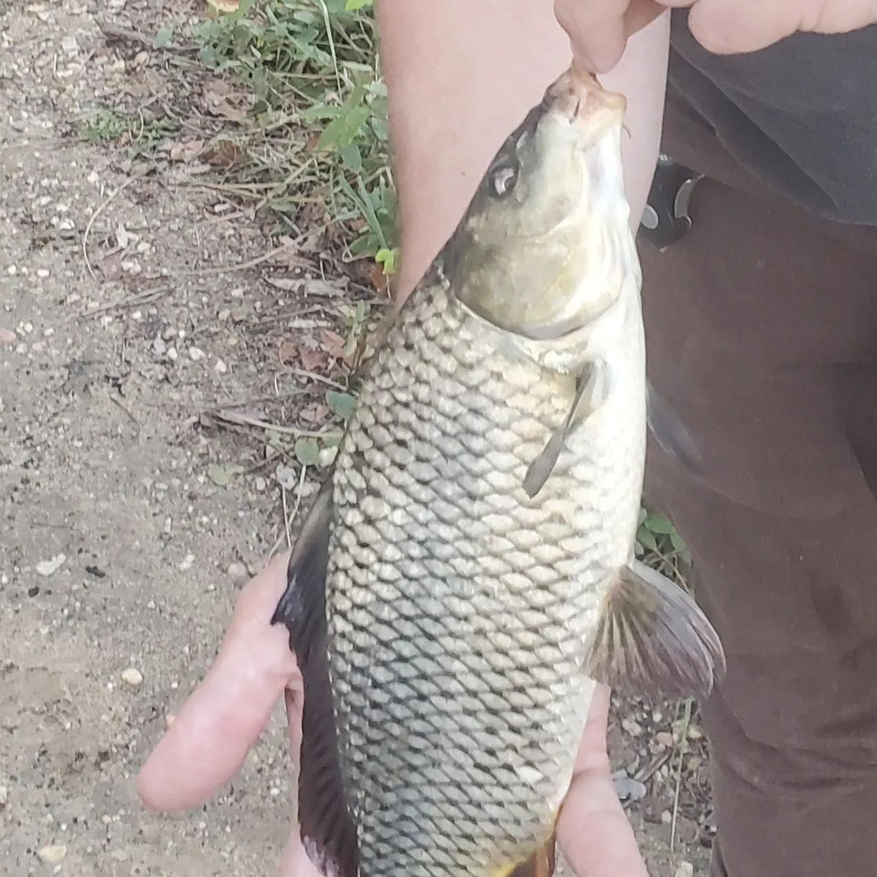 Common carp caught on Fishbrain