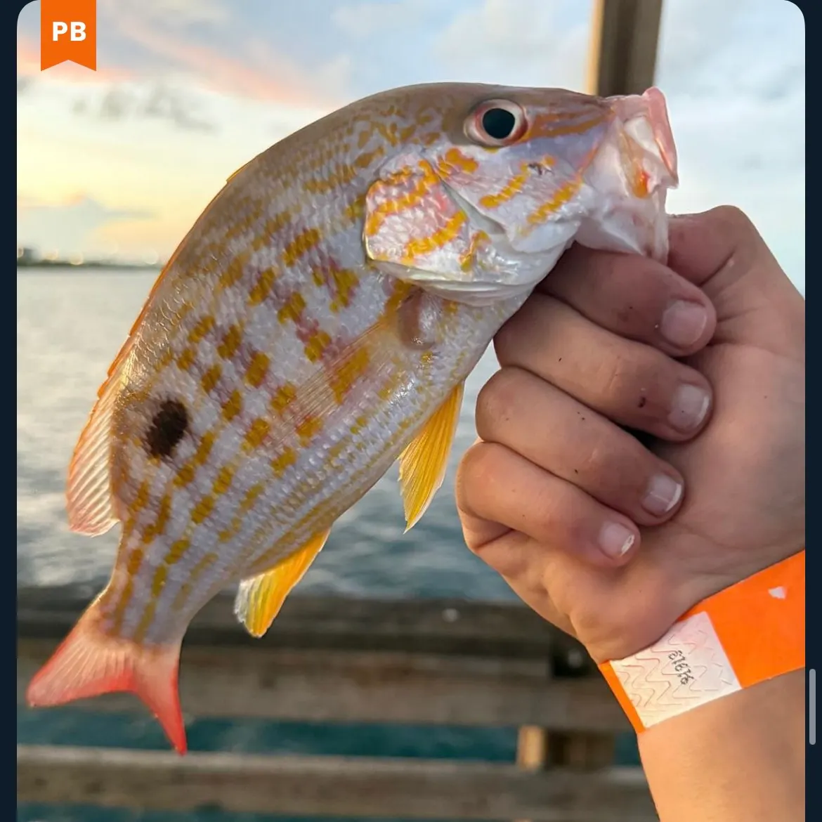 The most recent Lane snapper catches on Fishbrain