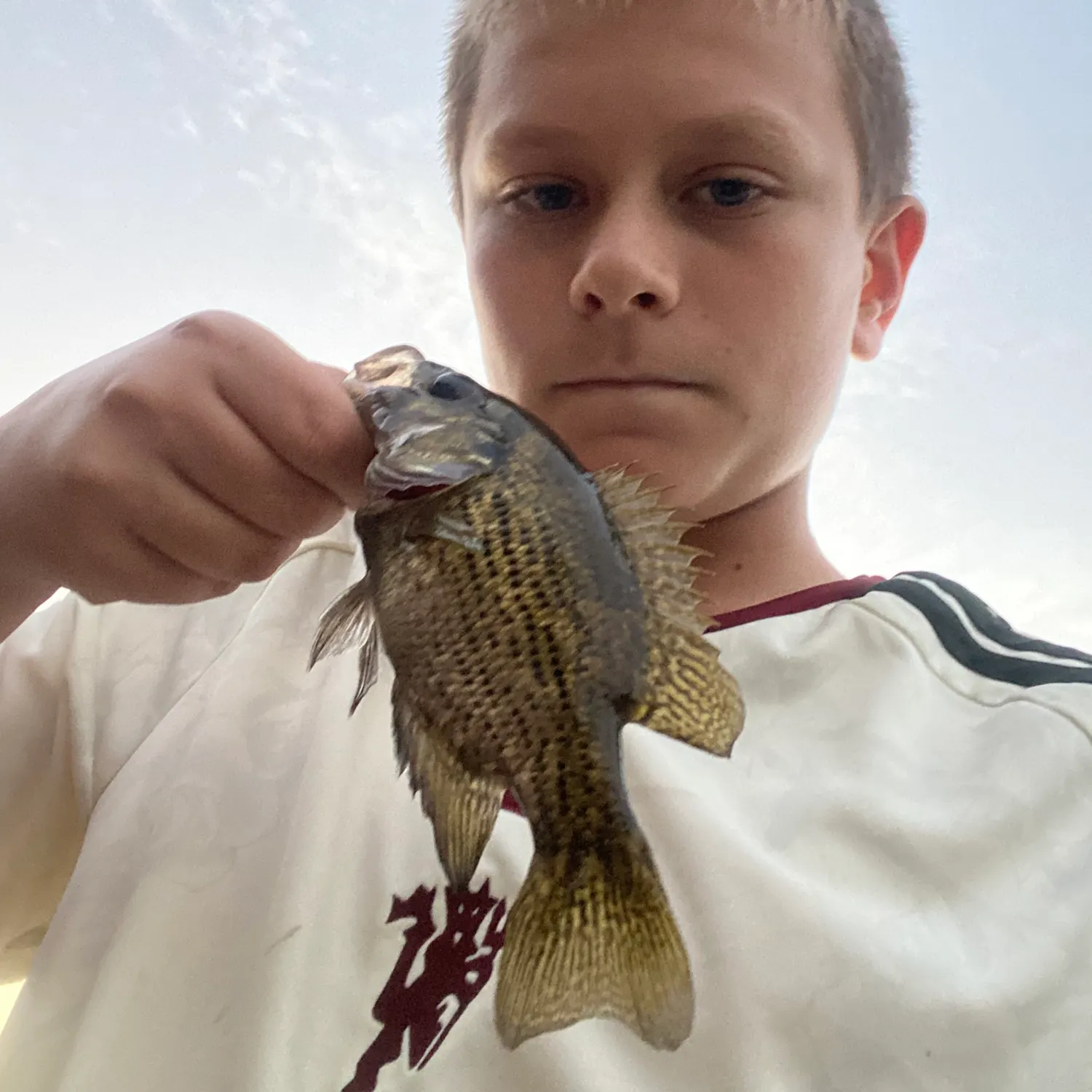 Rock bass caught on Fishbrain