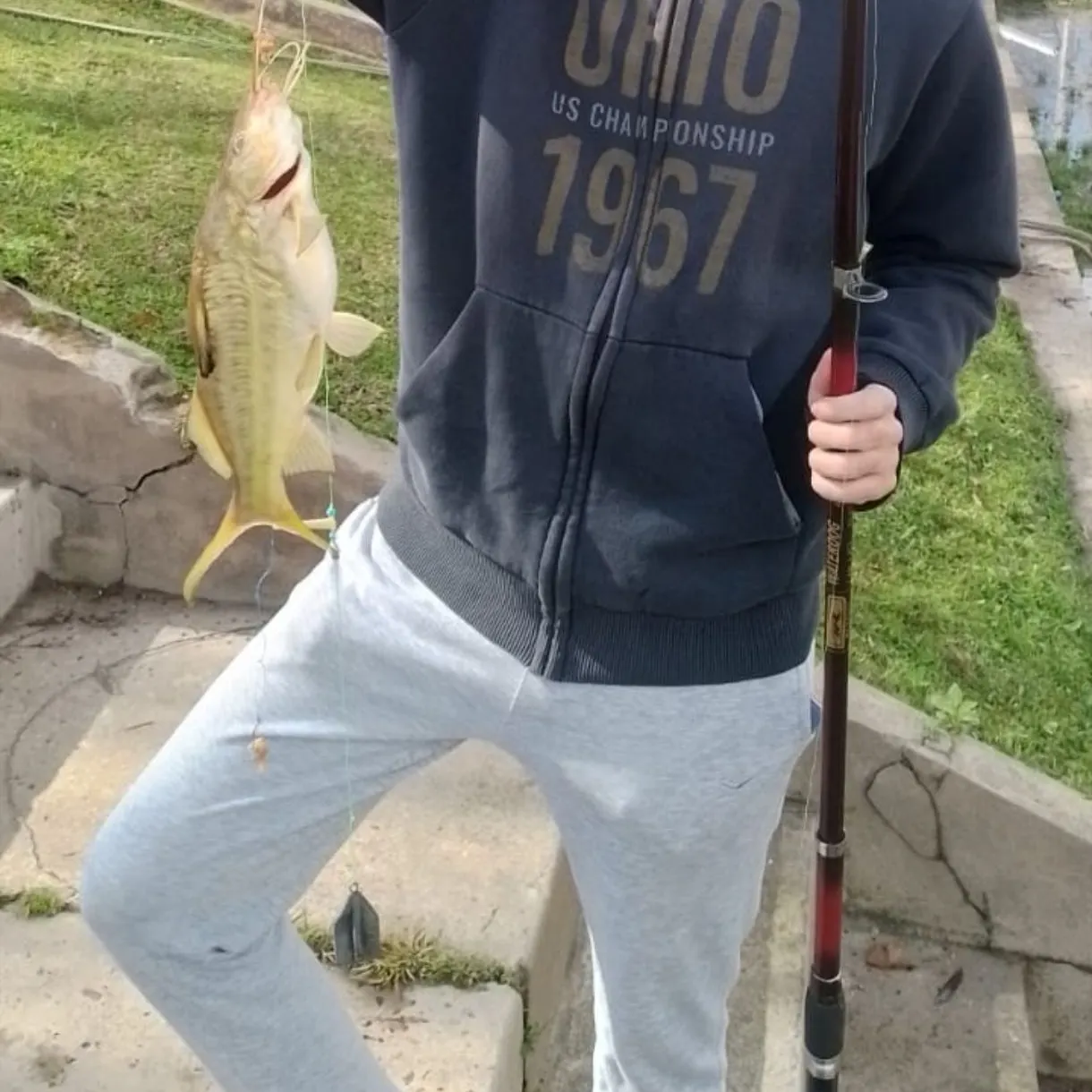 The most recent Spotted pimelodus catches on Fishbrain