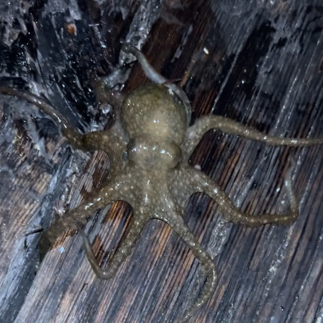 The most recent California two-spot octopus catches on Fishbrain