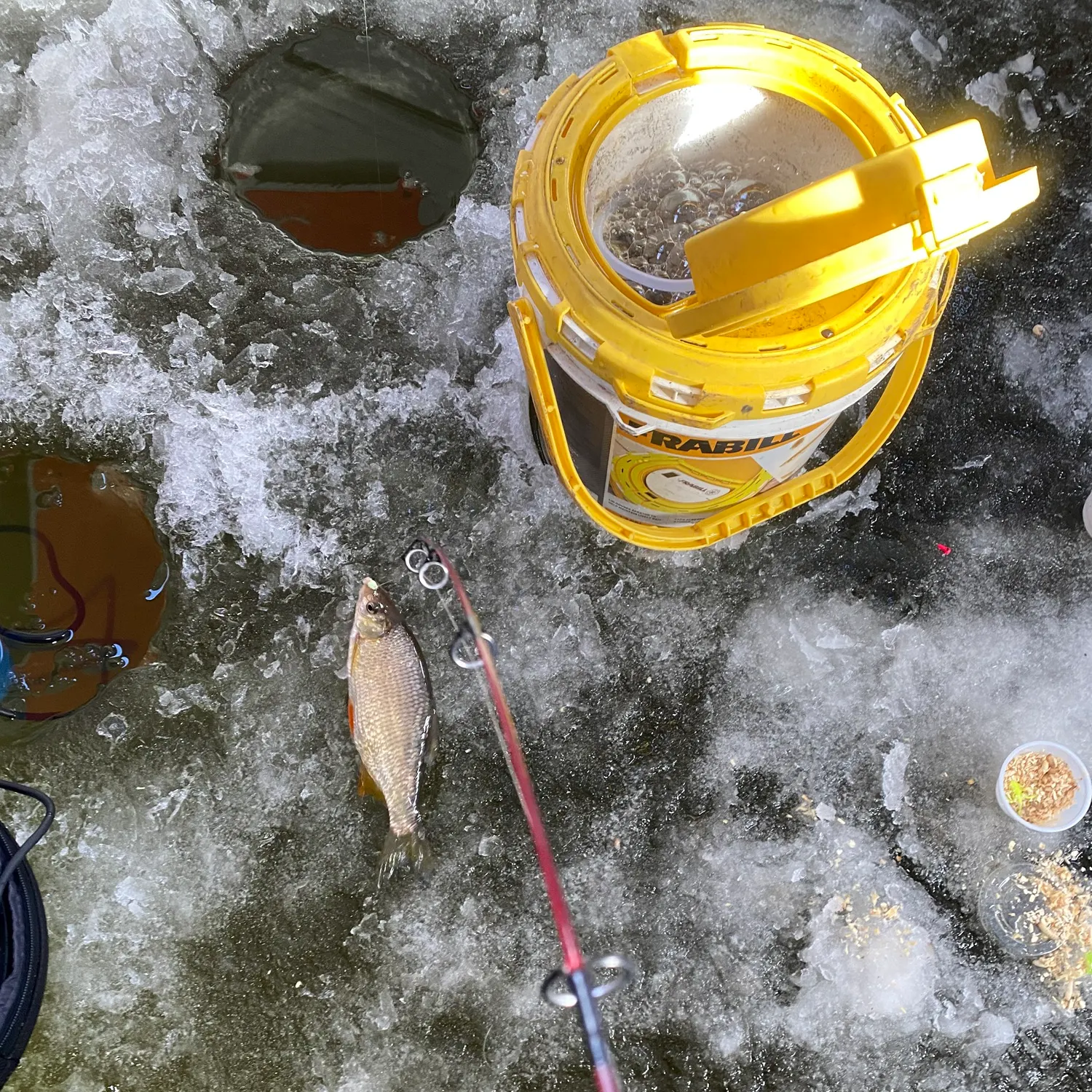 The most recent Golden shiner catches on Fishbrain