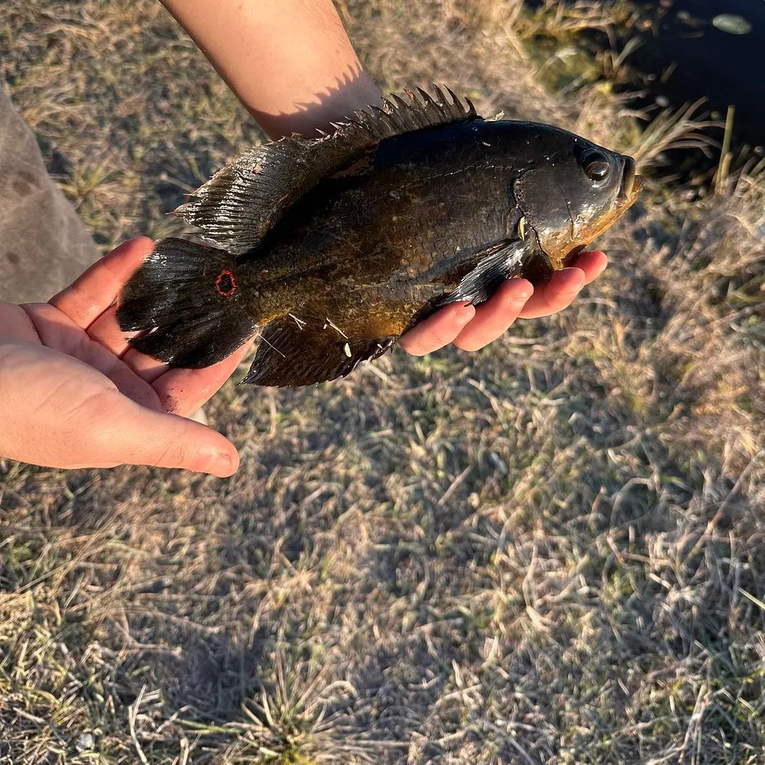 The most recent Oscar catches on Fishbrain