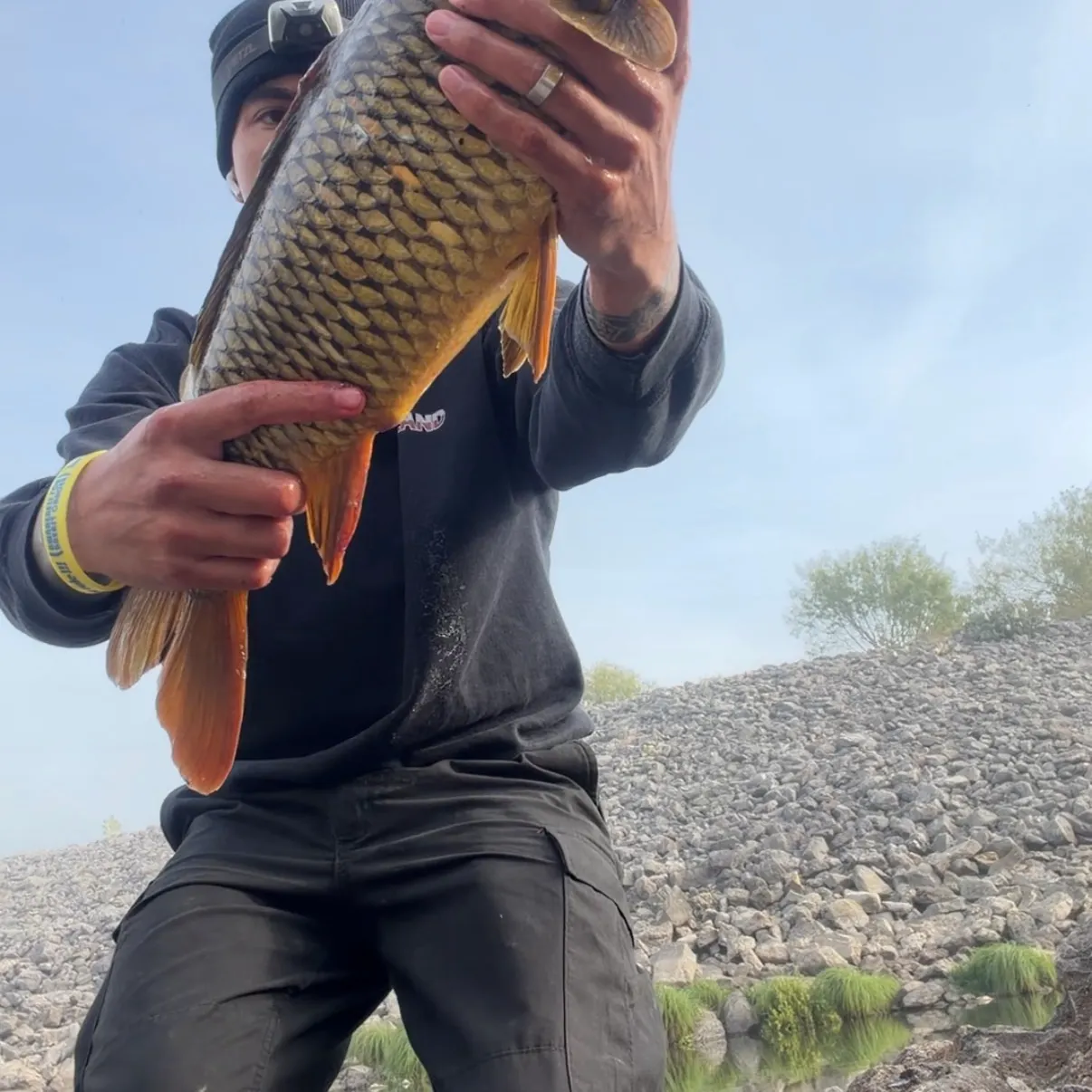 Common carp caught on Fishbrain