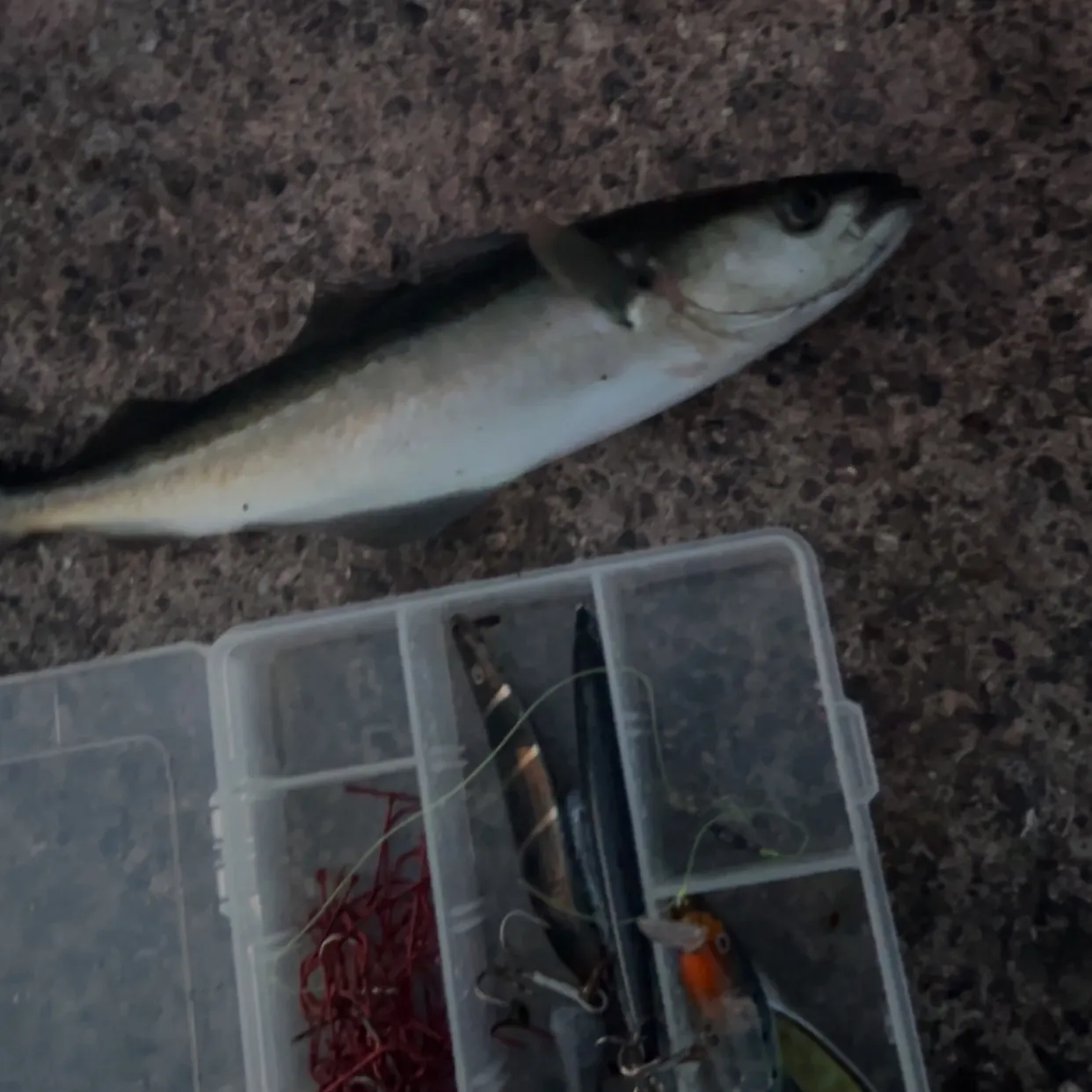Atlantic pollock caught on Fishbrain