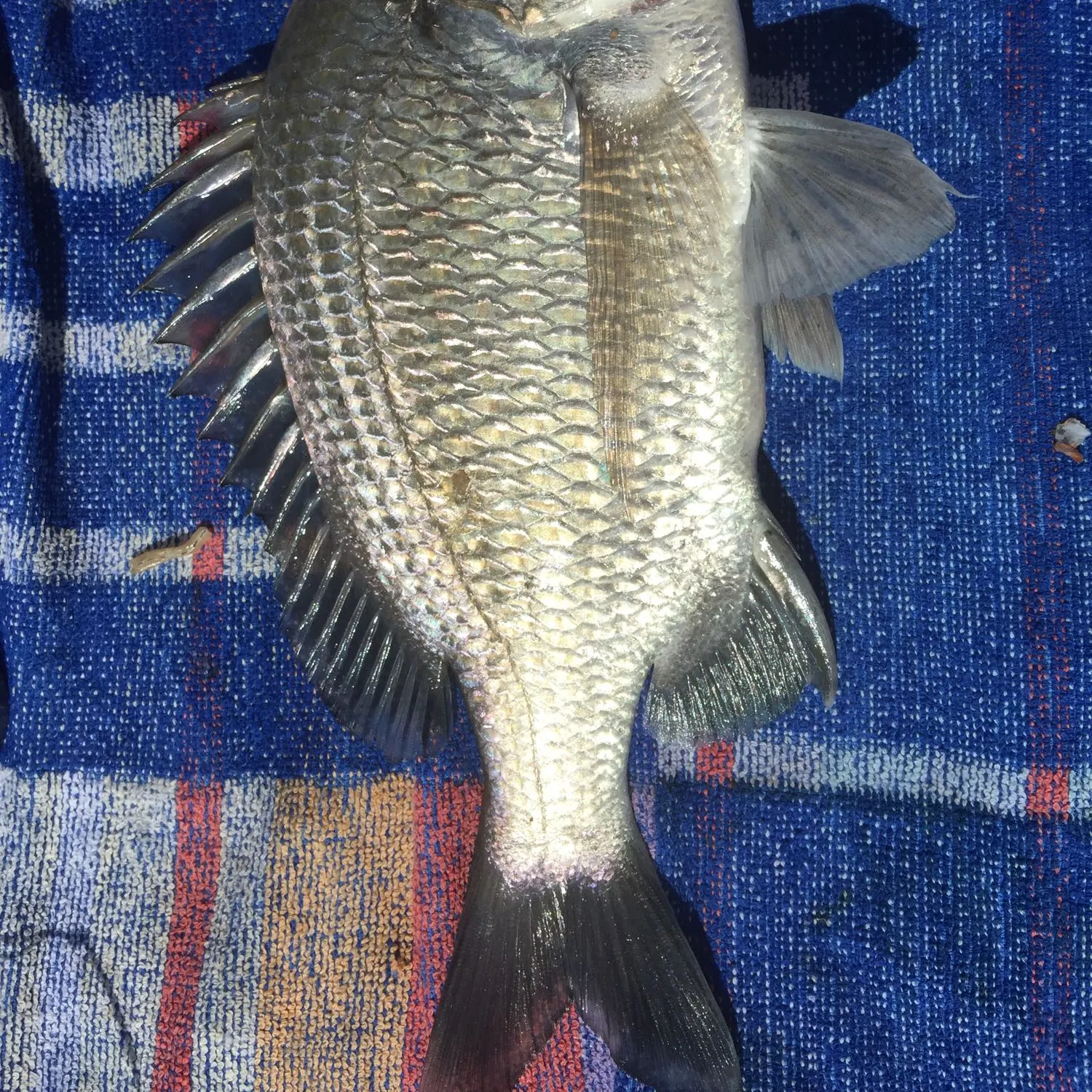 Southern black bream caught on Fishbrain