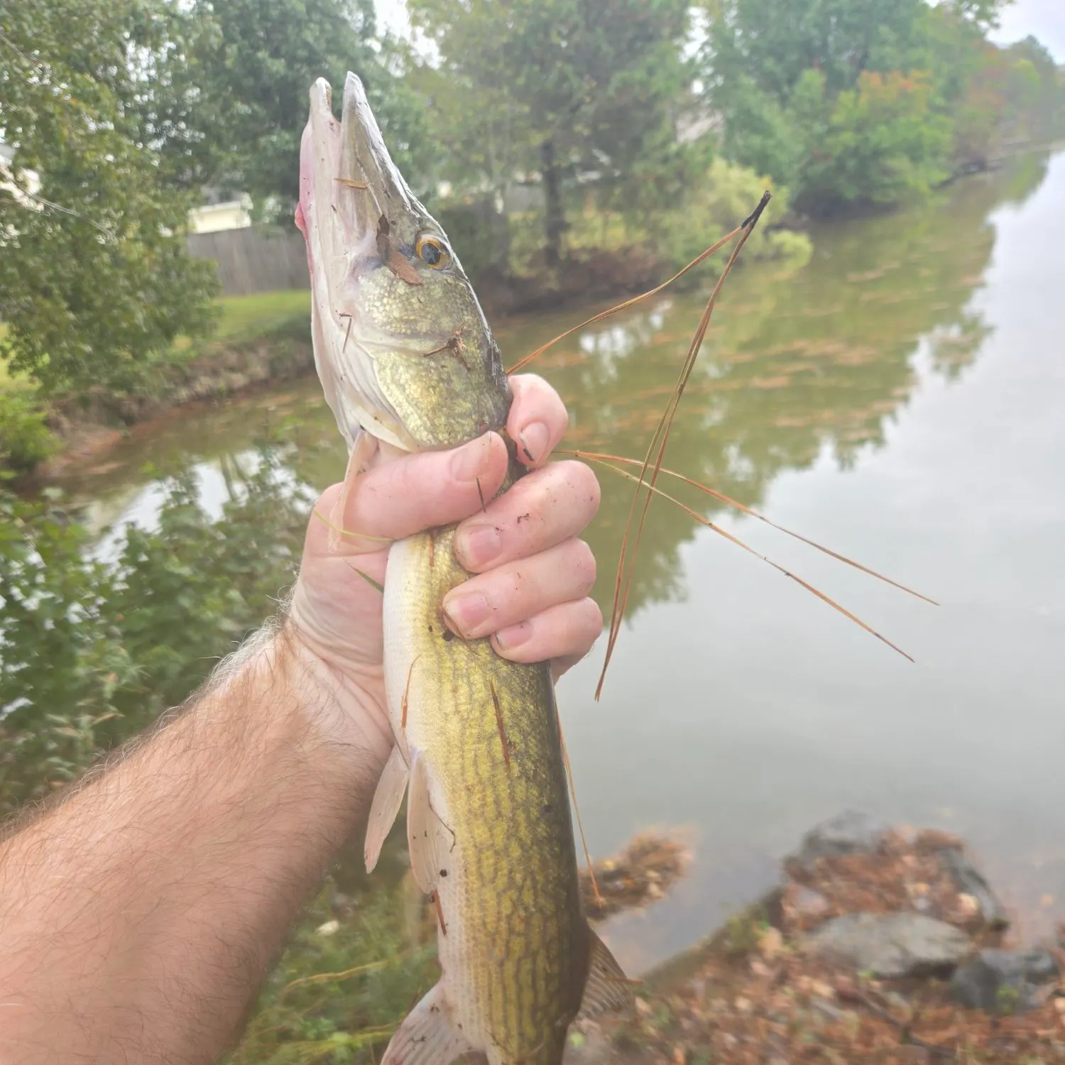 Chain pickerel caught on Fishbrain