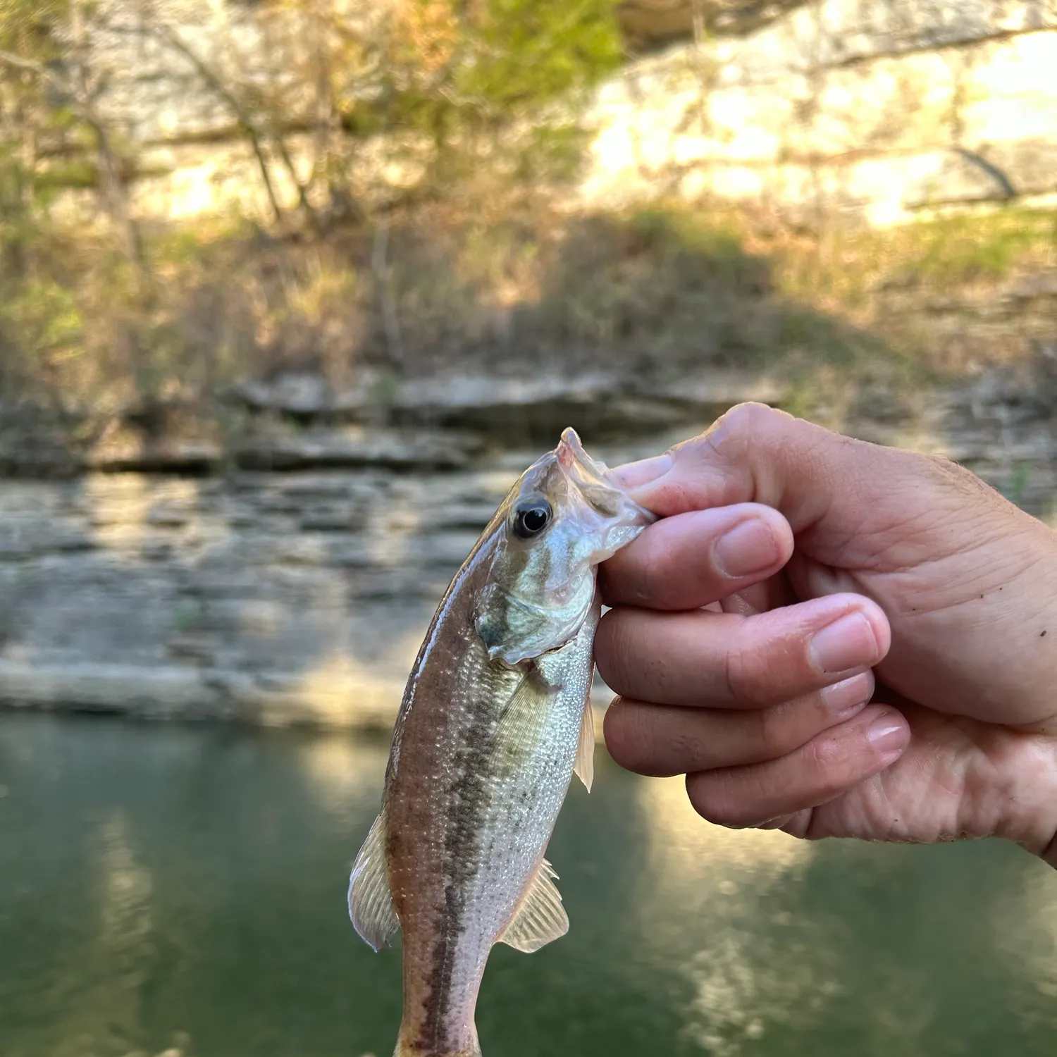 Spotted bass caught on Fishbrain
