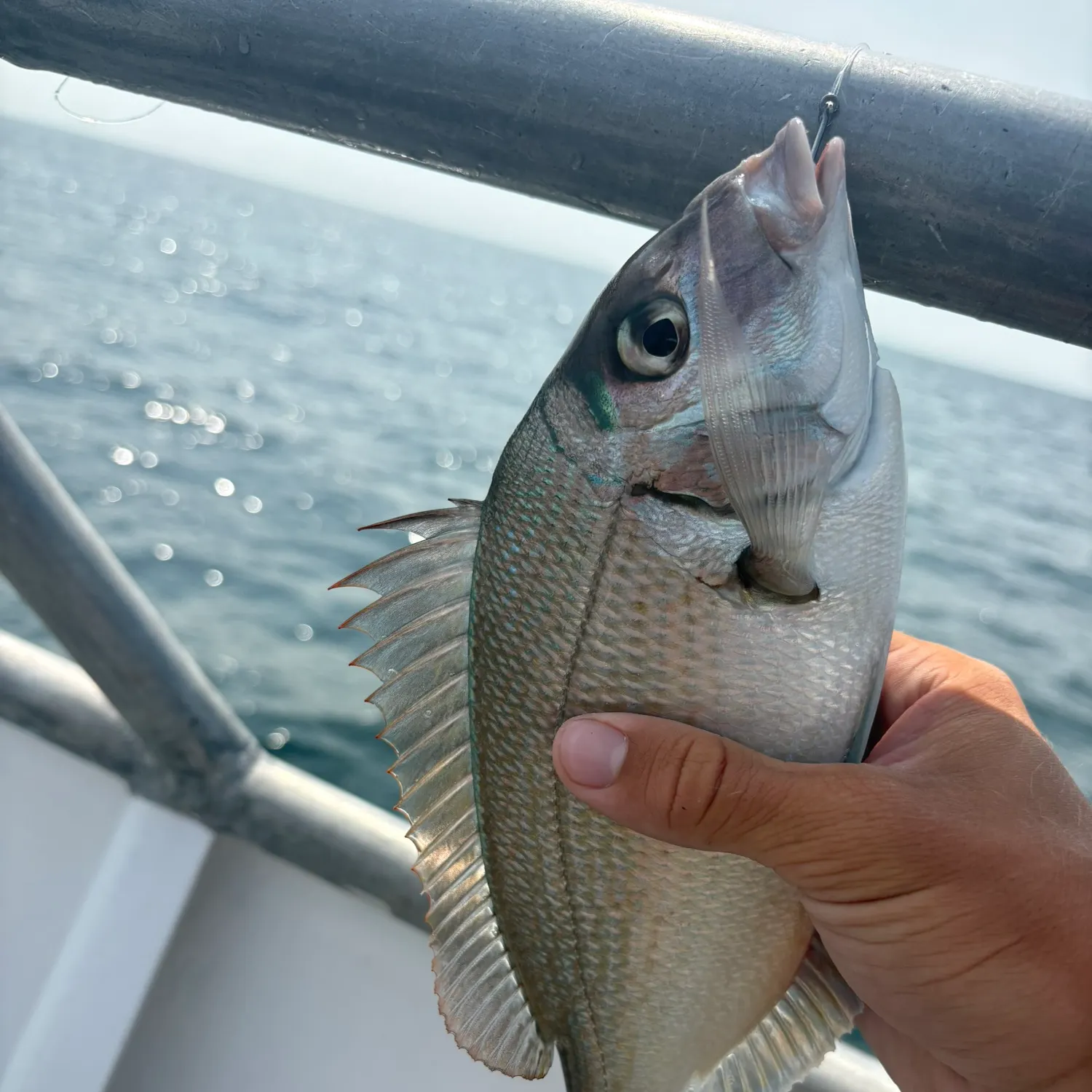 Scup caught on Fishbrain