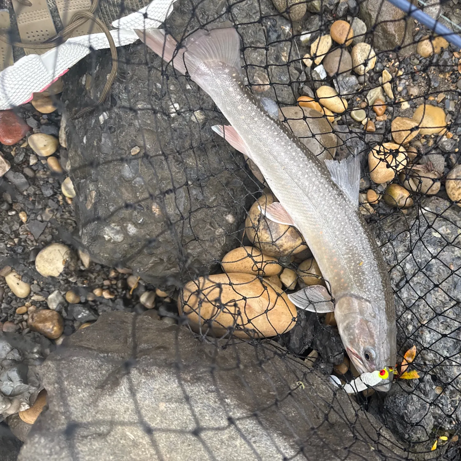 Bull trout caught on Fishbrain