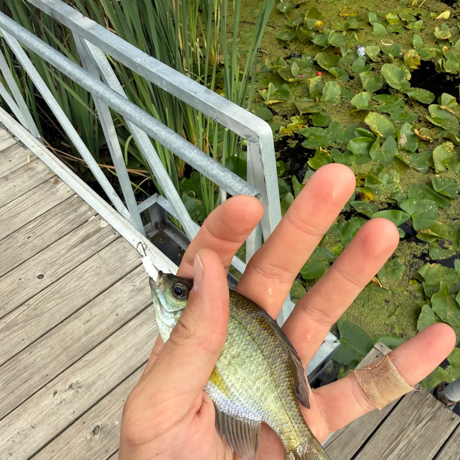 Bluegill caught on Fishbrain