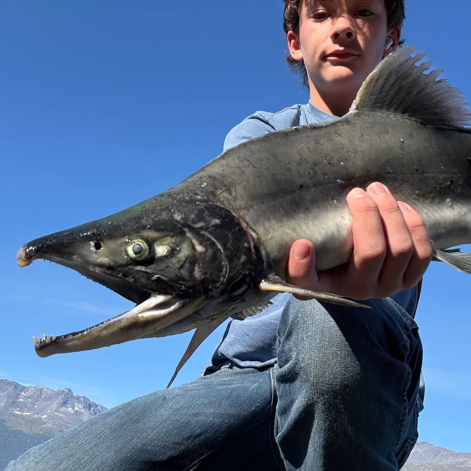 Pink salmon caught on Fishbrain