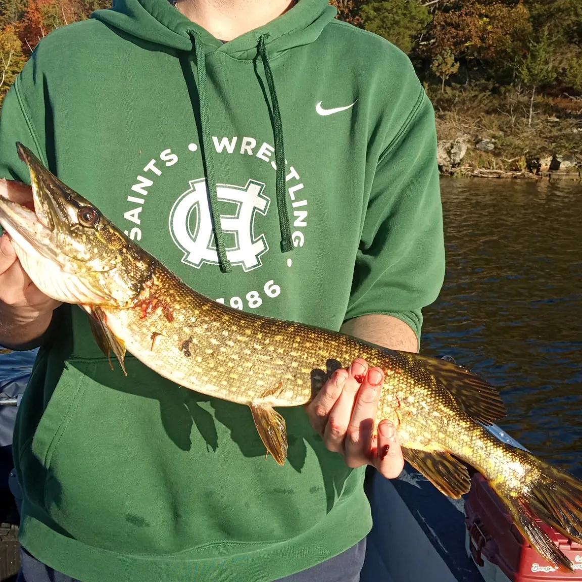 Northern pike caught on Fishbrain