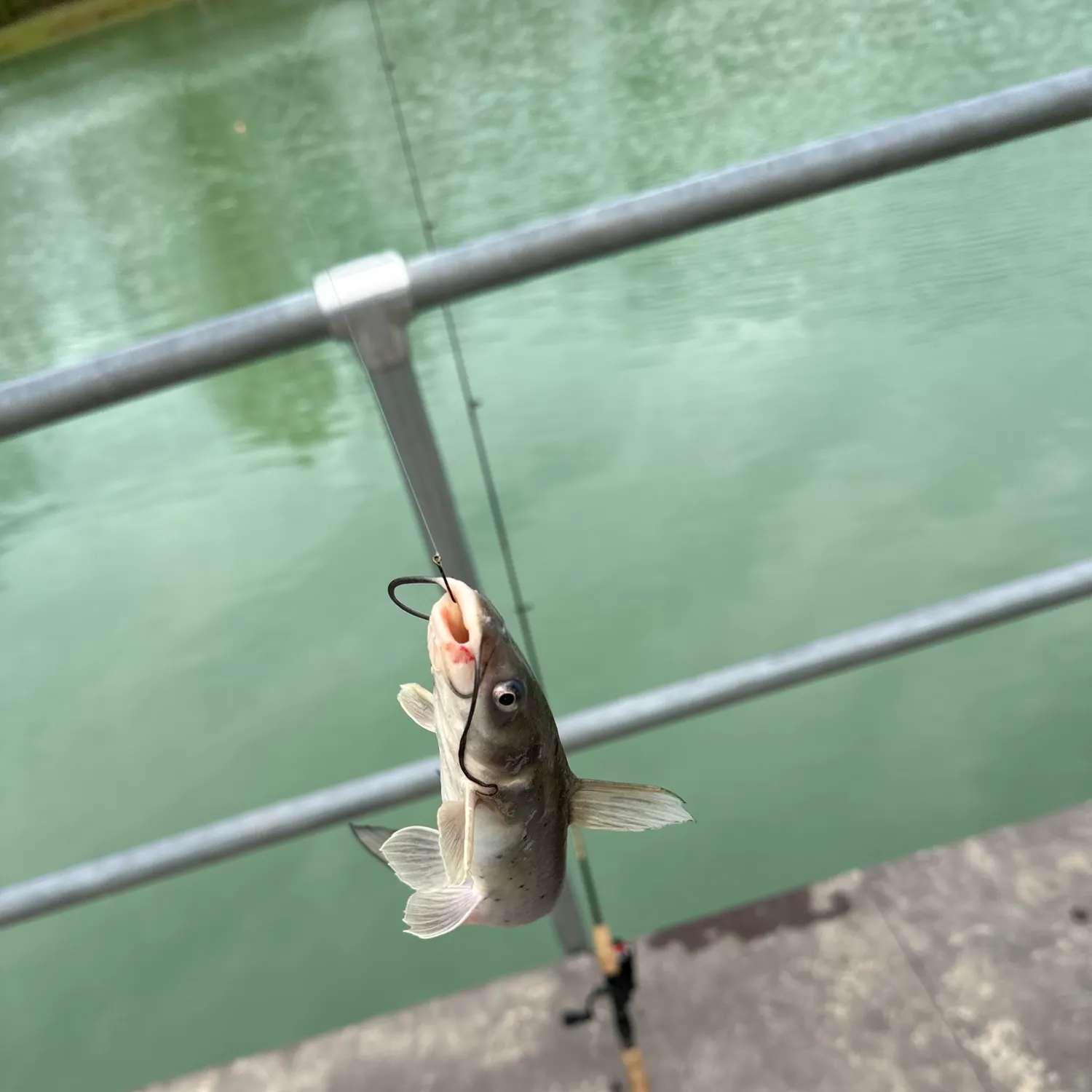 Channel catfish caught on Fishbrain