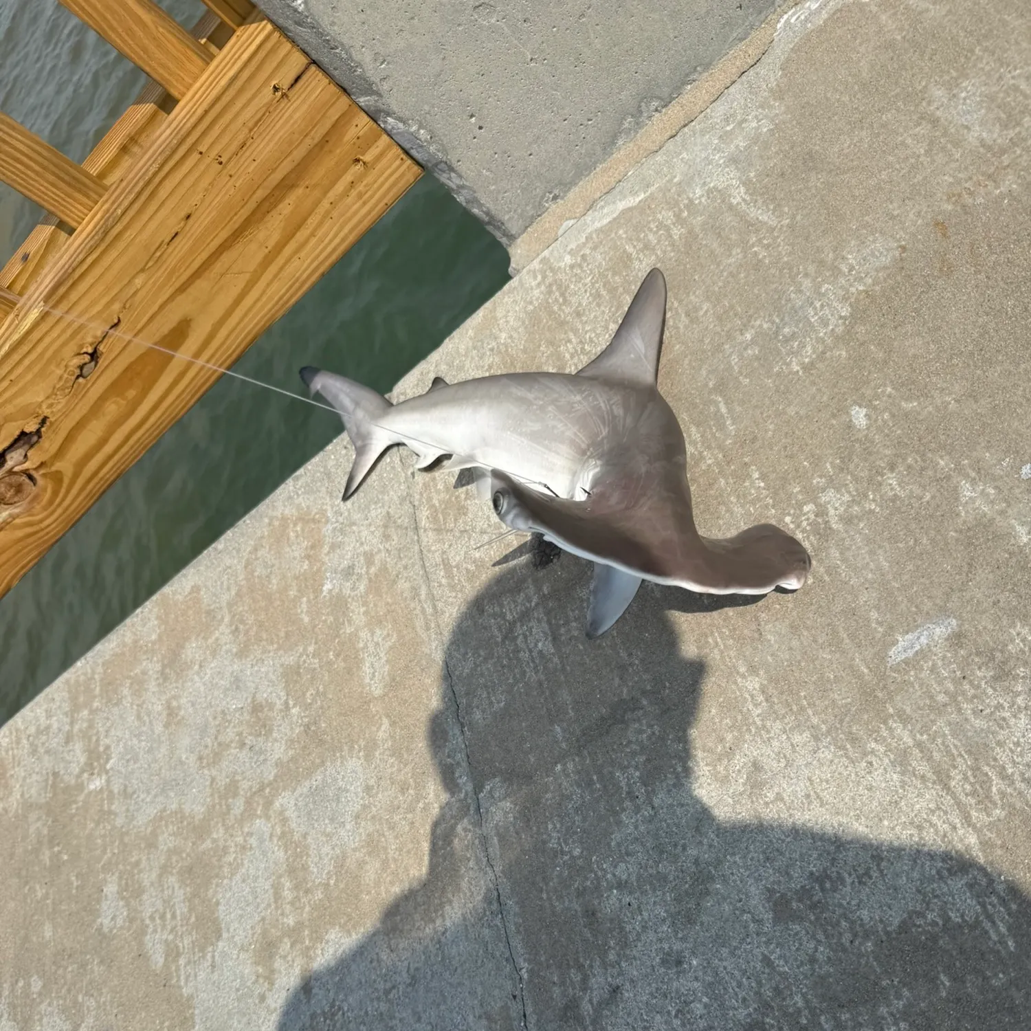 The most recent Scalloped hammerhead shark catches on Fishbrain