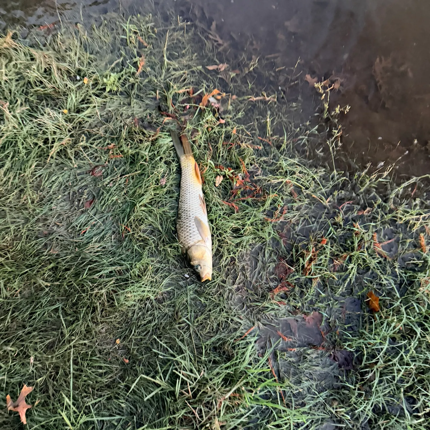 Common carp caught on Fishbrain