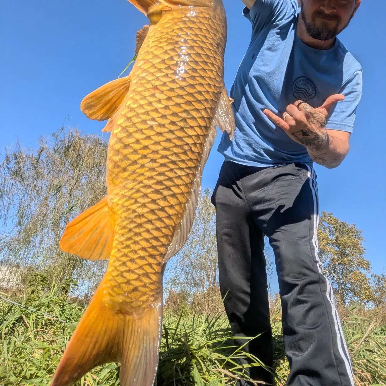 Common carp caught on Fishbrain