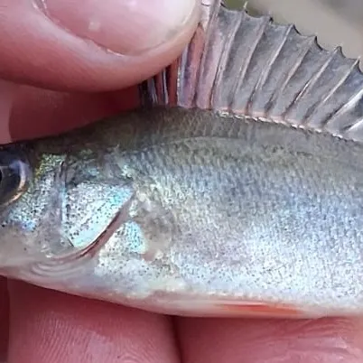The most recent European perch catches on Fishbrain