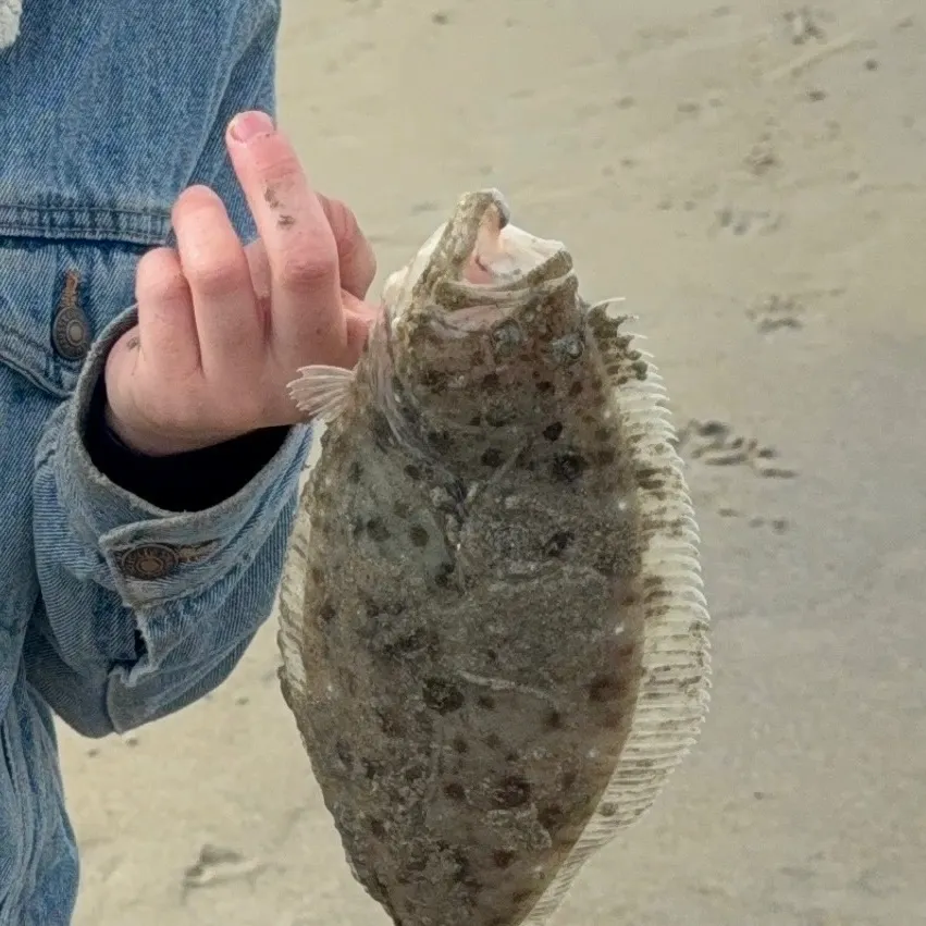 The most recent California halibut catches on Fishbrain