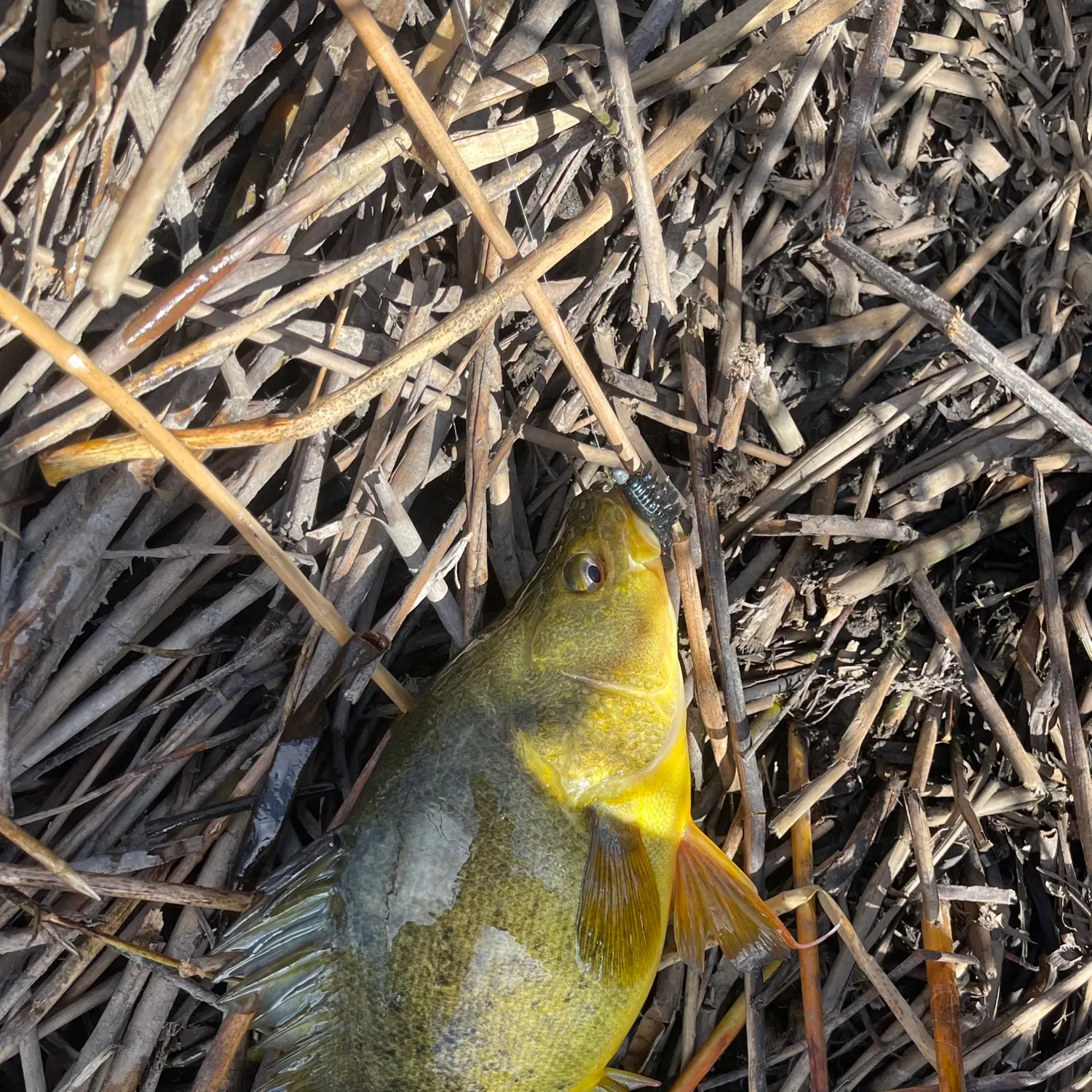 Golden perch caught on Fishbrain