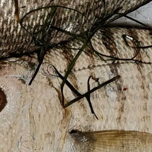 The most recent Striped seabream catches on Fishbrain