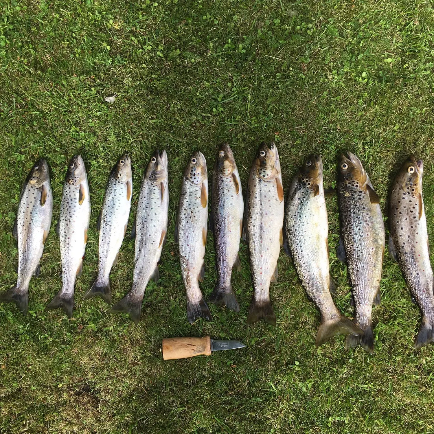 recently logged catches