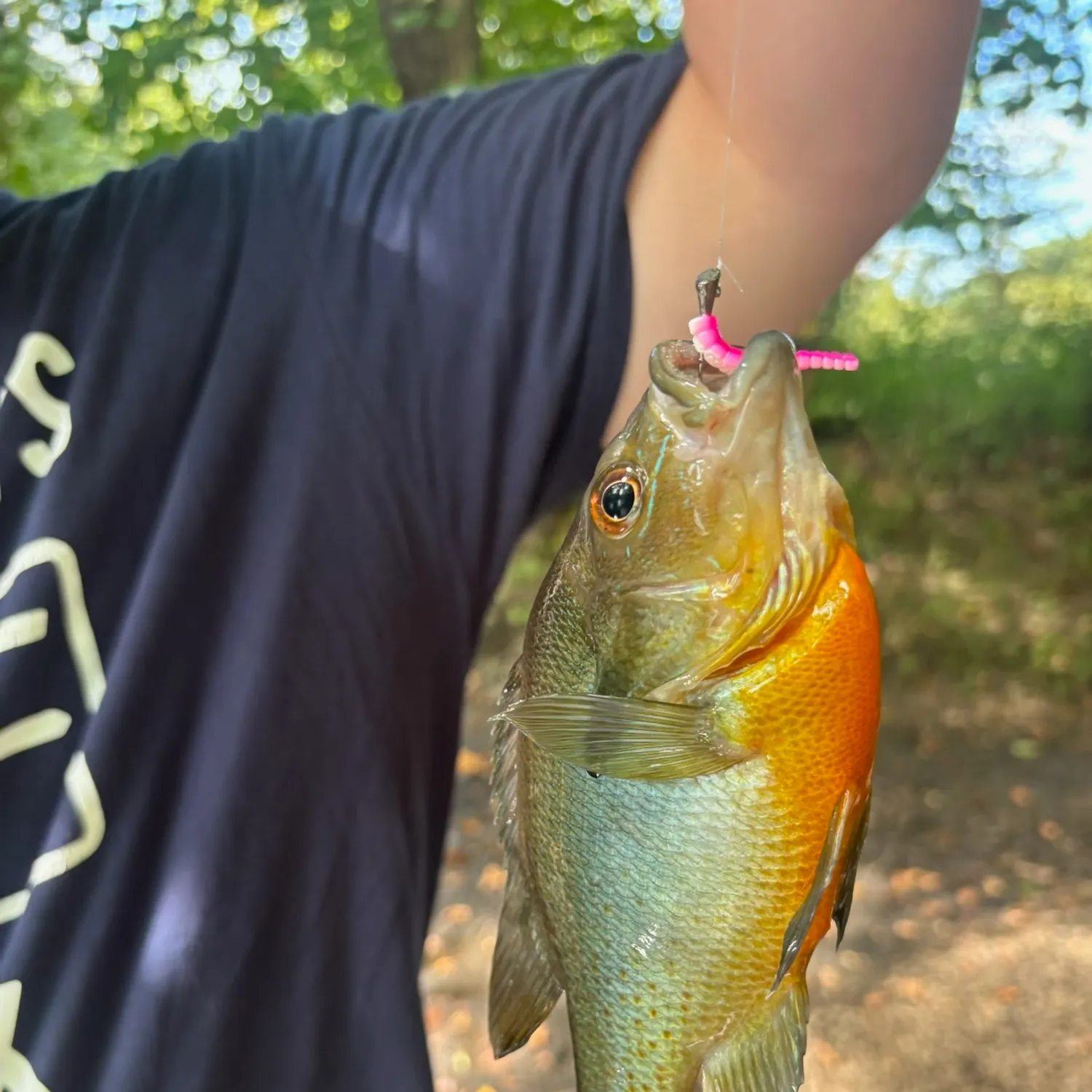 Redbreast sunfish caught on Fishbrain